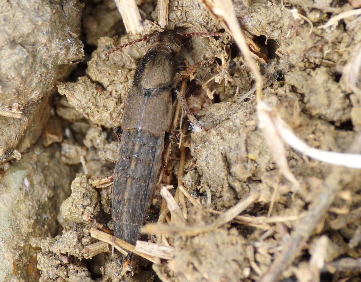 Staphilinidae bronzato: Ocypus cupreus o O. fortunatarum?